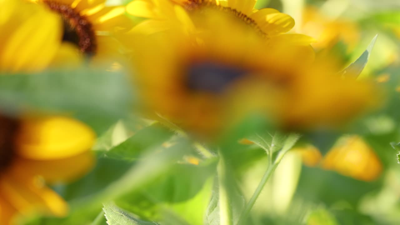 벌 이 활기찬 정원 에서 꽃 을 꽃가루 로 는다