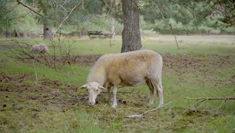 Breiter-Schuss-Eines-Weißen-Merino-Schafes,-Das-In-Einem-Waldgebiet-Mit-Pinien-Weidet