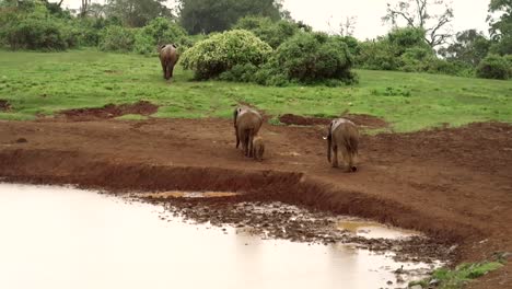 toma manual de un elefante joven siguiendo a sus padres alrededor del agua