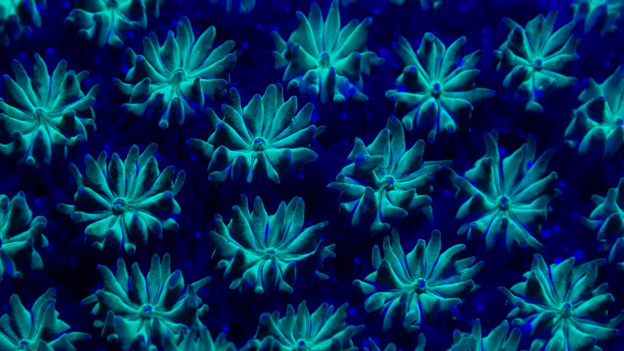 coral azul fluorescente