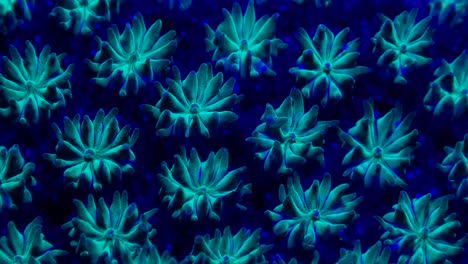 fluorescent-blue-coral