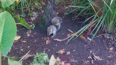 A-squirrel-at-the-bottom-of-a-tree,-eating-a-nut