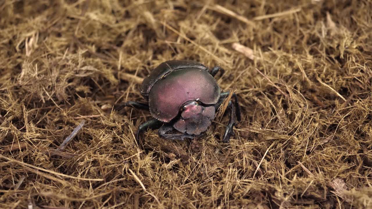 macro: el escarabajo pelotero de cobre parece limpiarse la cara con un gesto divertido