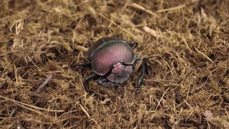 macro: copper dung beetle appears to wipe face in amusing gesture