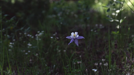 colorado columbine blue purple wild flowers early afternoon sunlight yellow white flowers evergreen meadow forest mount side rocky mountains national park cinematic pan slider to the left