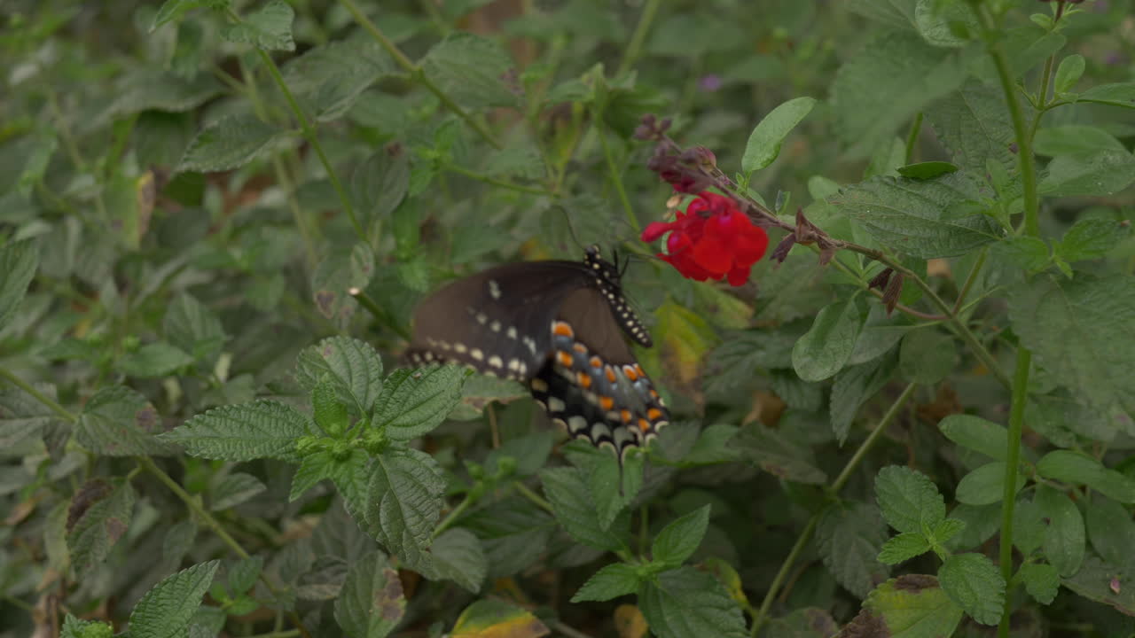 hermosa mariposa negra polinizando una flor