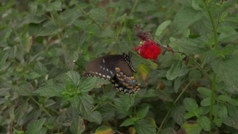 beautiful black butterfly pollinating a flower