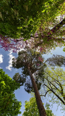 trees in spring blossom in a park in madrid in vertical
