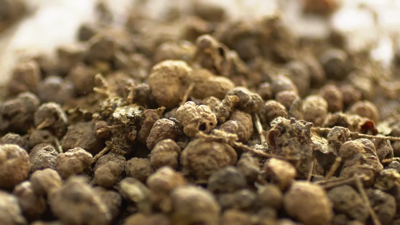 Macro Shot Of Madder Plant Root Falling Into A Pile, Natural Herb Used For Medicine And Dye