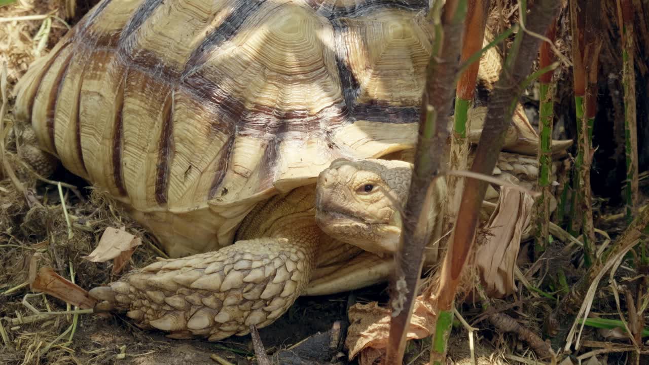 A serene moment captures a turtle nestled in its natural habitat showcasing the beauty of wildlife.