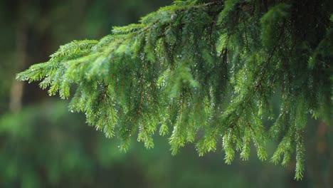 soft pine tree needles beaded with sparkling raindrops