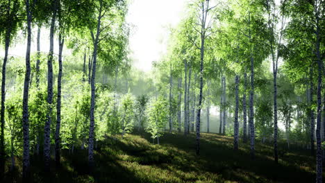 birches with green leaves sway in the strong wind
