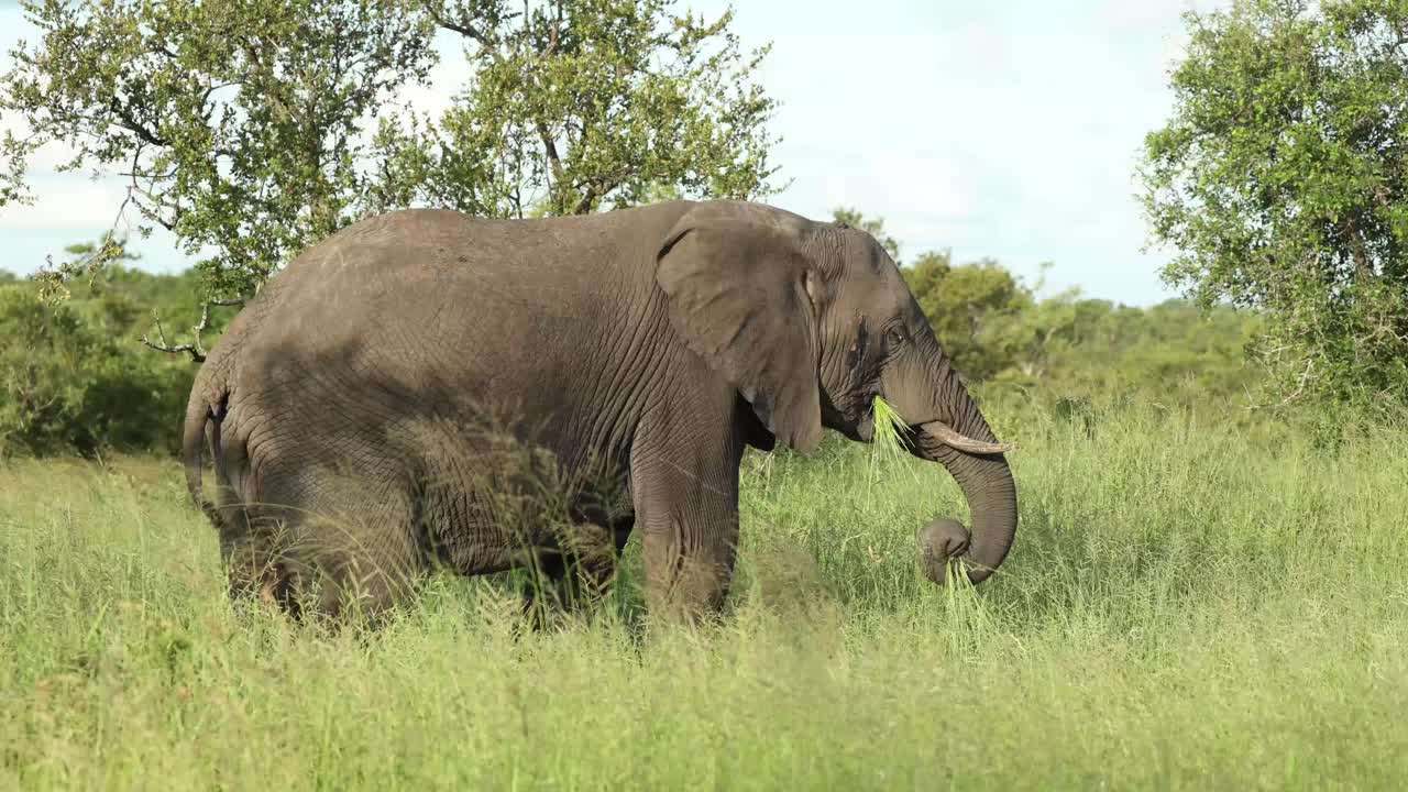 plano general de un toro elefante africano alimentándose de la exuberante hierba verde, mayor kruger