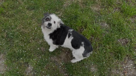 un lindo perro blanco y negro de pie y saltando alegremente en la hierba