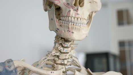 primer plano de cráneo humano con números para estudiar