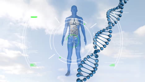 Animation-of-dna-strand,-skeleton-and-scientific-data-processing