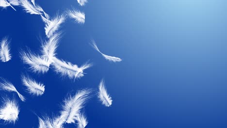 white feathers against blue and green backgrounds