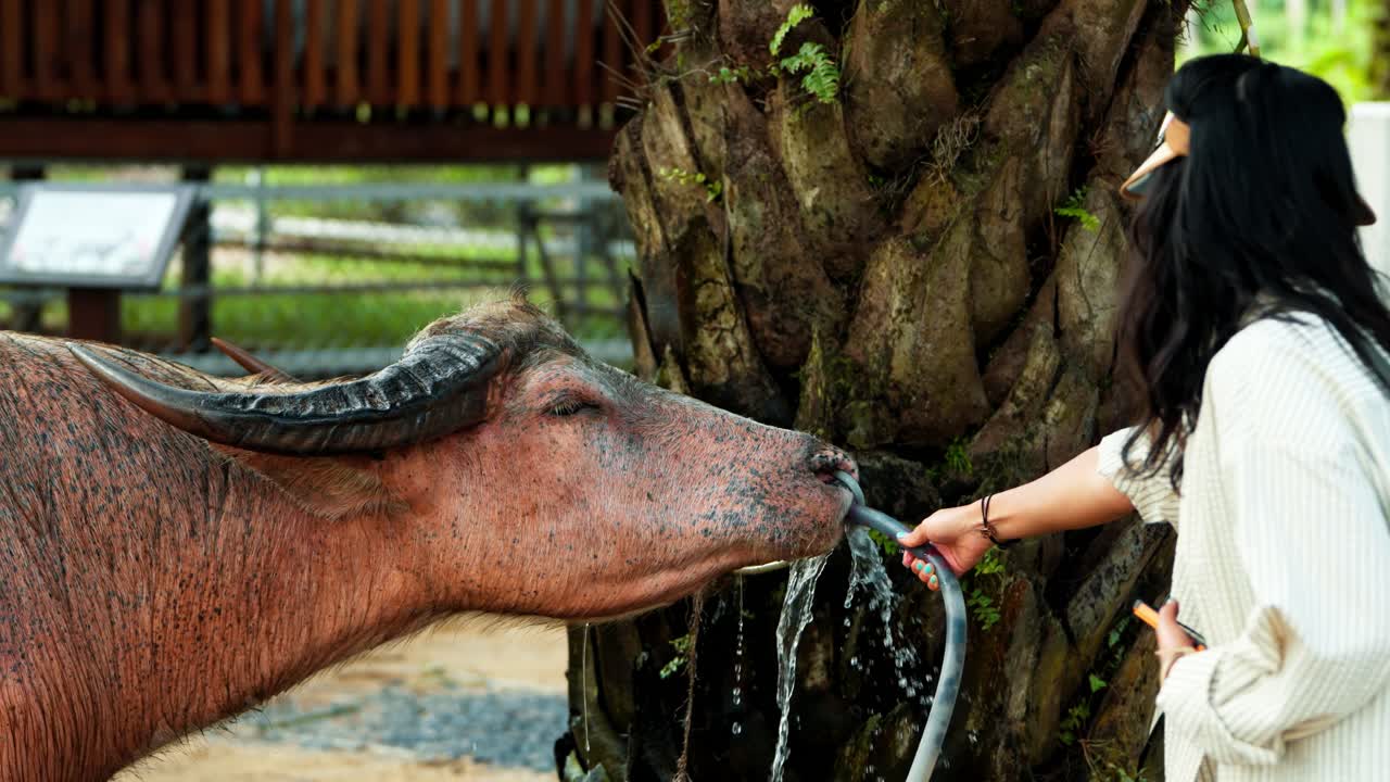 A close-up captures a Korean woman providing water to a large albino water buffalo from a hose while recording the heartwarming scene at JW Marriott Khao Lak's tropical family farm