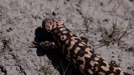 top view of gila monster on cracked desert ground