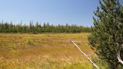 Hohlohsee-Im-Hochmoor-Bei-Kaltenbronn-Im-Schwarzwald,-Deutschland