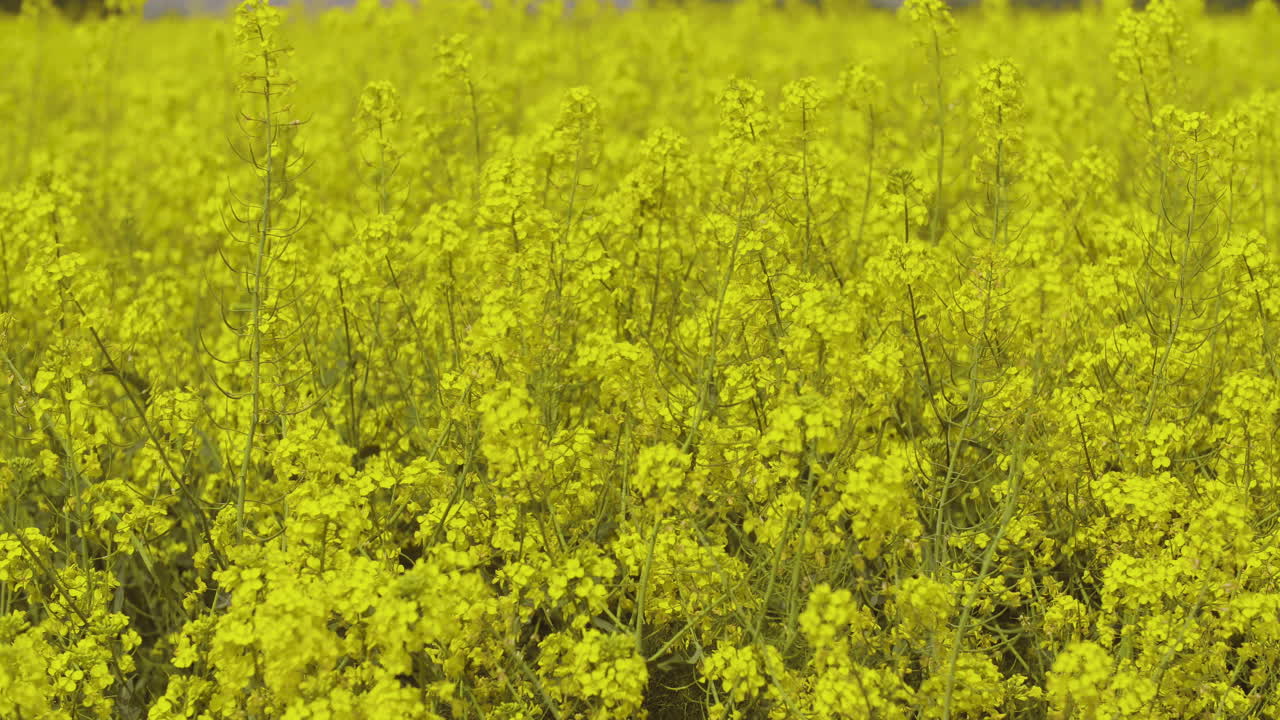 A vibrant field of yellow rapeseed flowers