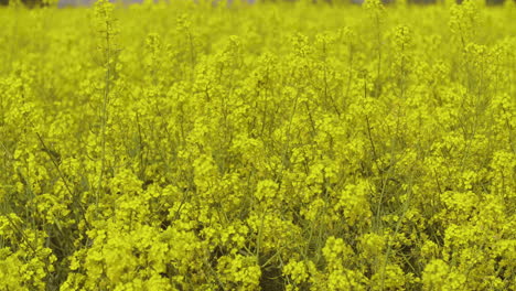 a vibrant field of yellow rapeseed flowers