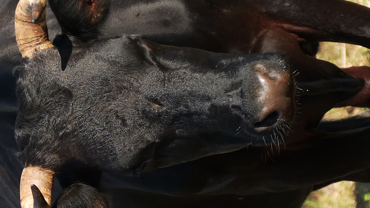 목초지 에서 검은 안달루시아 소 의 수직 클로즈업