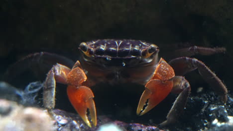 un cangrejo de garra roja recoge la comida con sus garras