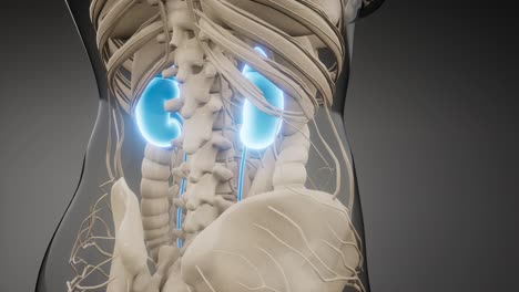 ilustración médicamente exacta de los riñones