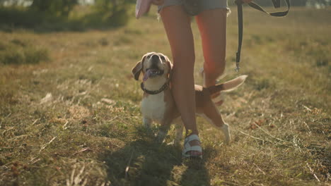 dog performs fun trick by joyfully passing through owner's legs during training session in sunny farmland, woman in pink shirt guides dog while holding leash, wearing purse around waist