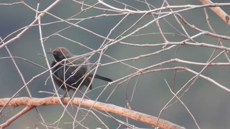 Indian-robin-bird-chilling-on-tree-