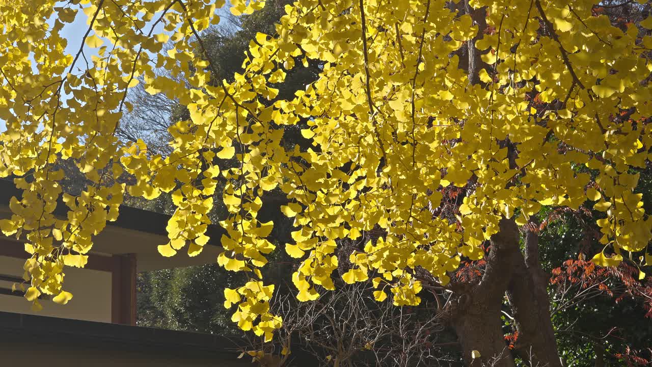 Sunlight filters through the golden yellow leaves of a Ginkgo biloba tree, highlighting its intricate branch structure in autumn.