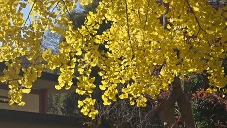 sunlight filters through the golden yellow leaves of a ginkgo biloba tree, highlighting its intricate branch structure in autumn.