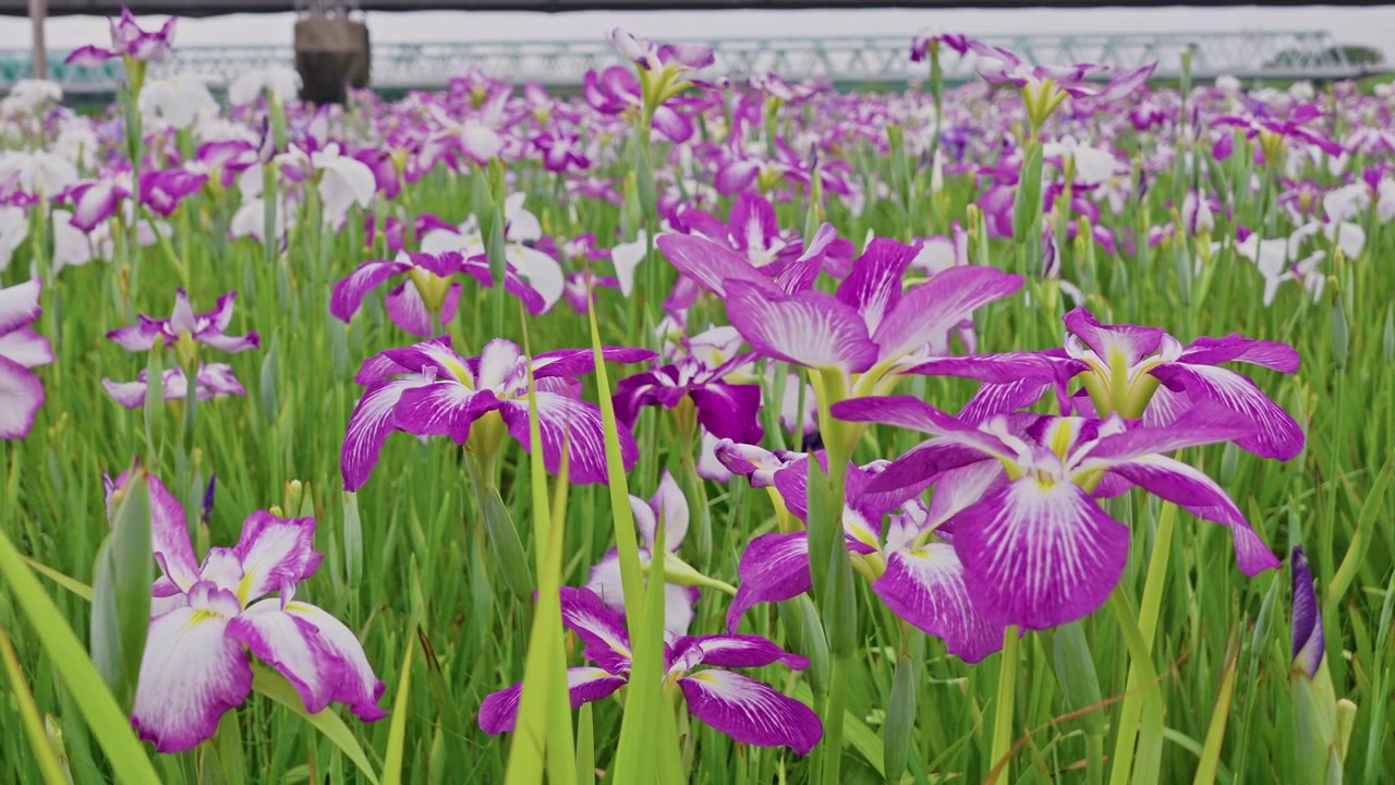 Low-angle view captures vivid magenta and white iris blooms filling the frame, their bold colors contrasting with a soft, blurred railway bridge beyond.