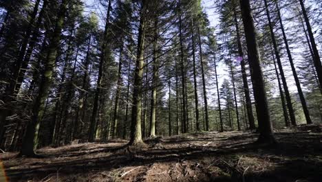 walking through the forest at dawn