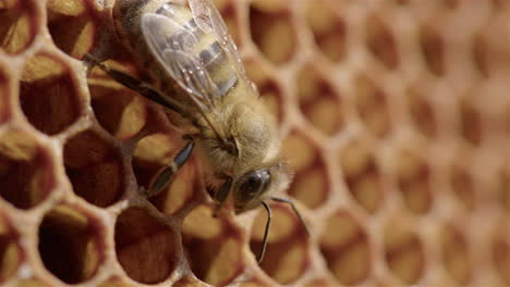 Imkerei---Arbeiterbiene-Steht-In-Einem-Bienenstock-Um-Waben-Herum,-Detailaufnahme