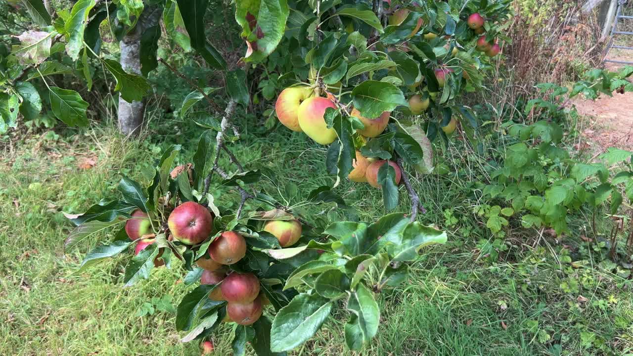 Apple tree with fruit, ready for harvest