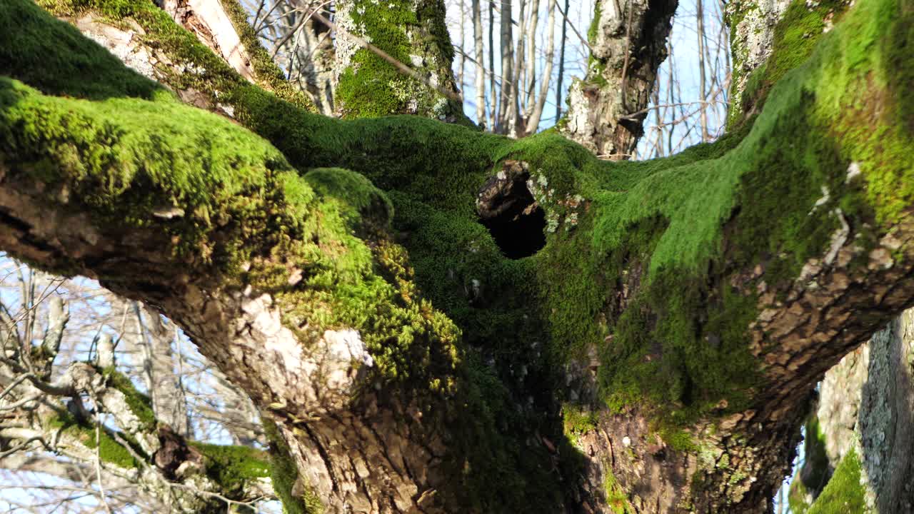 el viejo parque de tilos en el territorio de la mansión, las hojas han caído