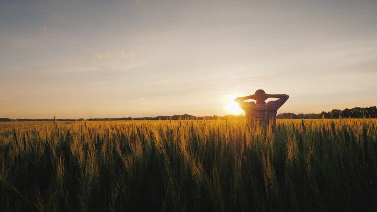 Um agricultor bem-sucedido olha para seu campo de trigo ao pôr do sol.