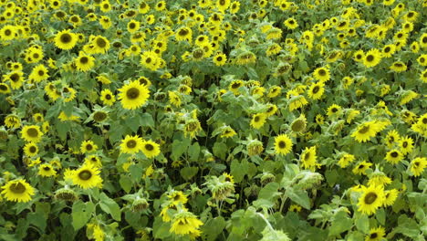 Heavy-sunflower-blossoms-droop-down-from-weight-of-seeds-on-thin-leafy-stalks