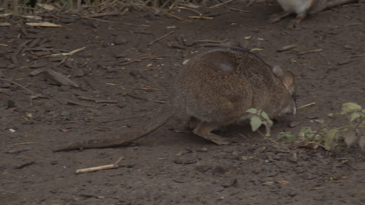 wallaby de bennett temblando de frío y saltando lejos