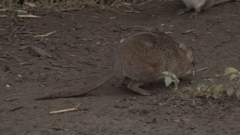 bennett's wallaby shivering in the cold and hopping away