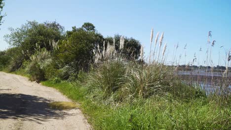 4k cortaderia selloana commonly known as pampas grass shaking in the wind on the side of a dirty road in ria de aveiro in the estuary of river vouga