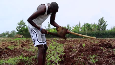 masai farmer cleaning his shovel, at a vegetables plantation, bright day, in kenya, africa