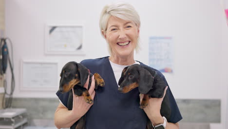 dokter, liefde en puppy's met een oude vrouw dierenarts