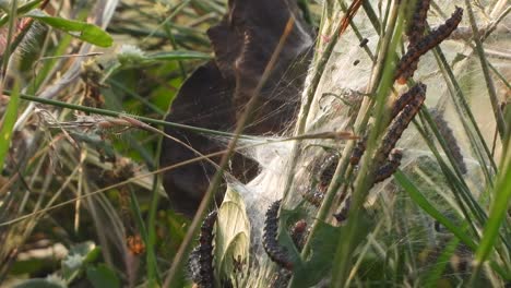 Caterpillar-making-web---group-