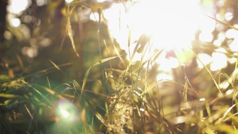 a closeup slow slider shot of the sun shining through grass during hot summer day inside the forest