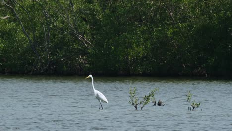 Facing-towards-the-left-while-standing-in-water-during-a-windy-day-at-a-mangrove-forest,-Intermediate-Egret-Ardea-intermedia,-Thailand