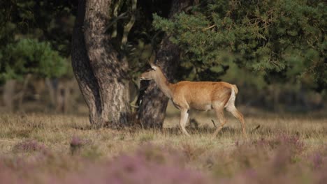 disparo medio de una hermosa cierva roja caminando a través de un prado de bosque de hoja perenne, cámara lenta