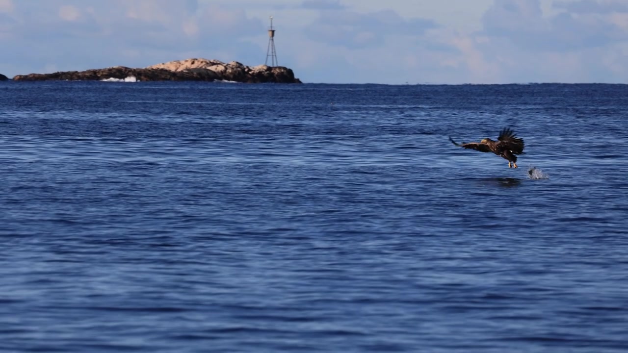 Giovane aquila di mare codabianca si tuffa per catturare un pesce ma lo perde